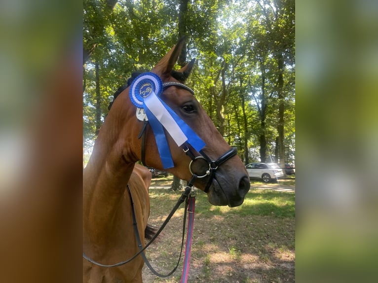 Rheinländer Stute 4 Jahre 171 cm Brauner in Kranenburg