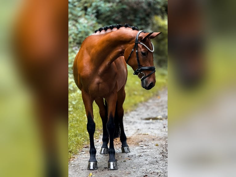 Rheinländer Stute 5 Jahre 160 cm Brauner in Bergisch Gladbach