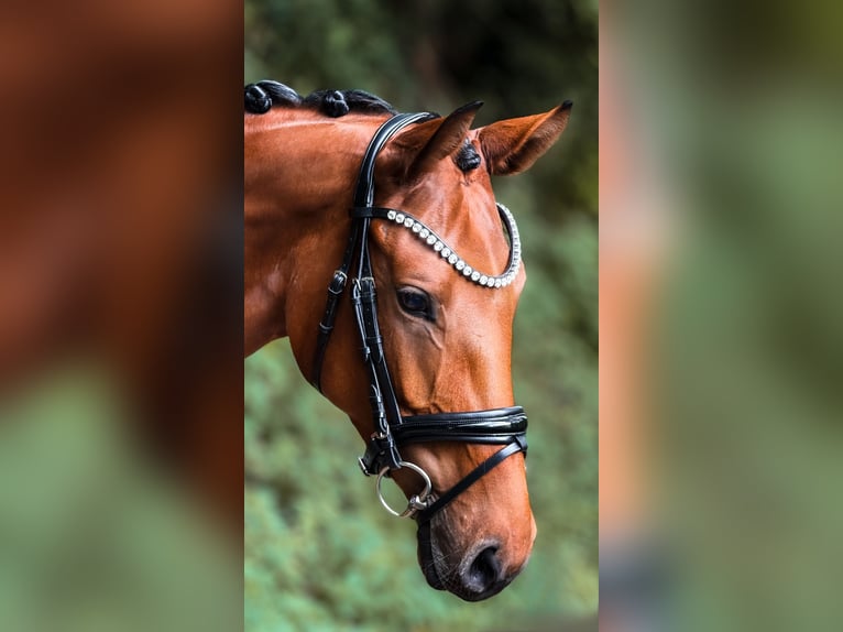 Rheinländer Stute 5 Jahre 160 cm Brauner in Bergisch Gladbach