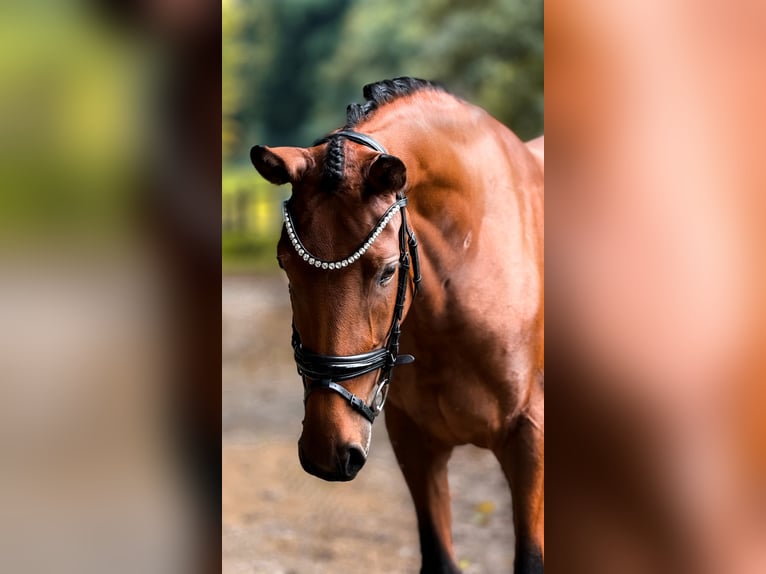 Rheinländer Stute 5 Jahre 160 cm Brauner in Bergisch Gladbach