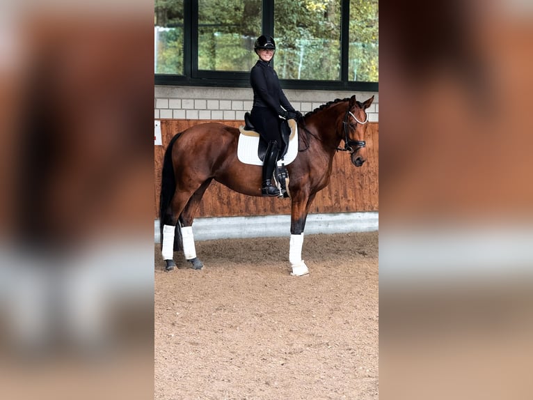 Rheinländer Stute 5 Jahre 160 cm Brauner in Bergisch Gladbach
