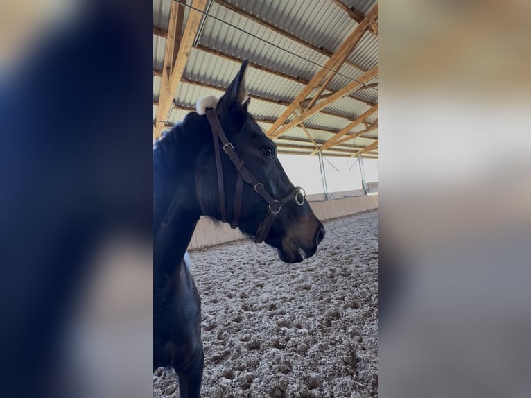 Rheinländer Stute 5 Jahre 161 cm Schwarzbrauner in Liebenau