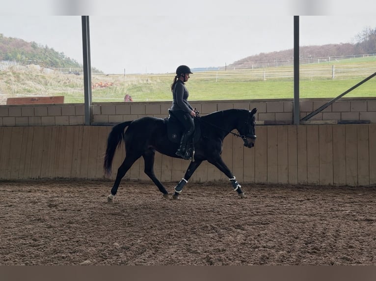 Rheinländer Stute 5 Jahre 161 cm Schwarzbrauner in Liebenau