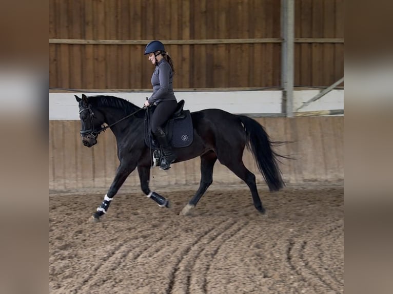 Rheinländer Stute 5 Jahre 161 cm Schwarzbrauner in Liebenau