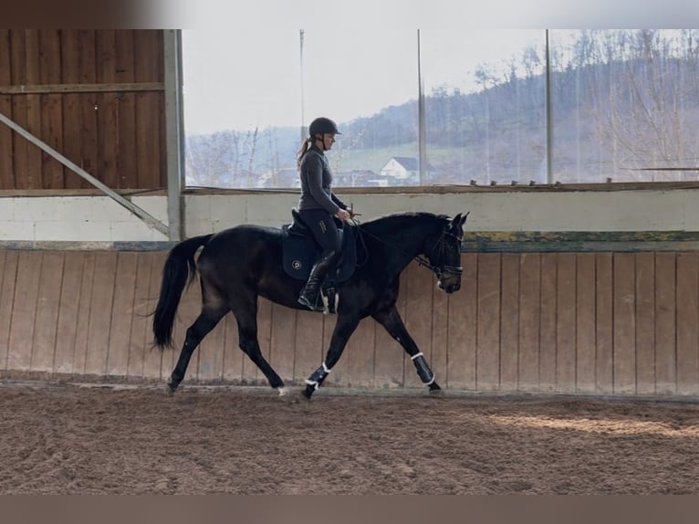Rheinländer Stute 5 Jahre 161 cm Schwarzbrauner in Liebenau