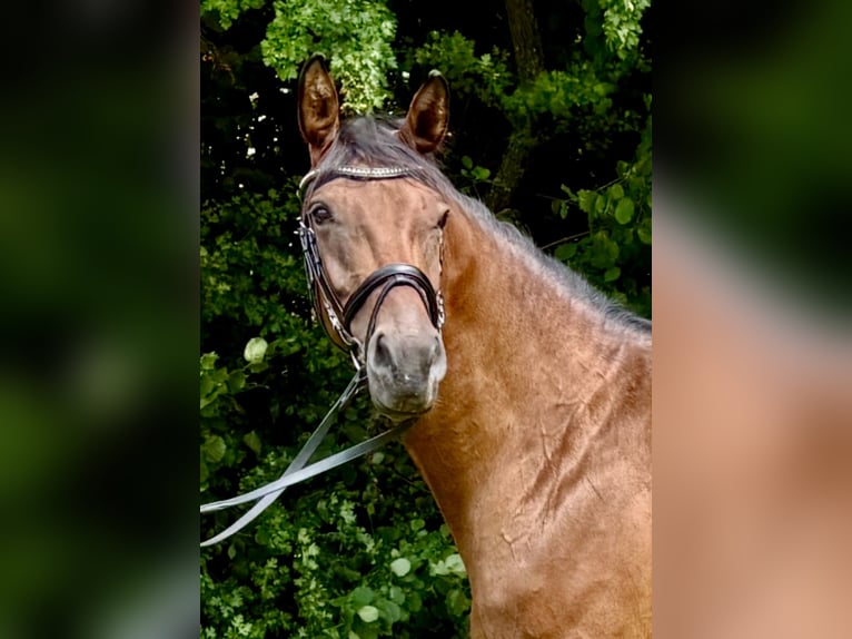 Rheinländer Stute 5 Jahre 165 cm Brauner in Lohmar