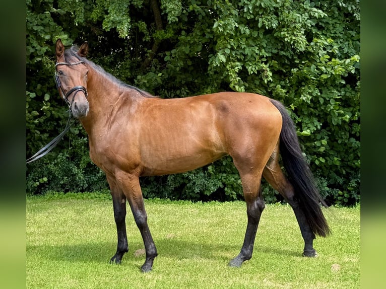 Rheinländer Stute 5 Jahre 165 cm Brauner in Lohmar