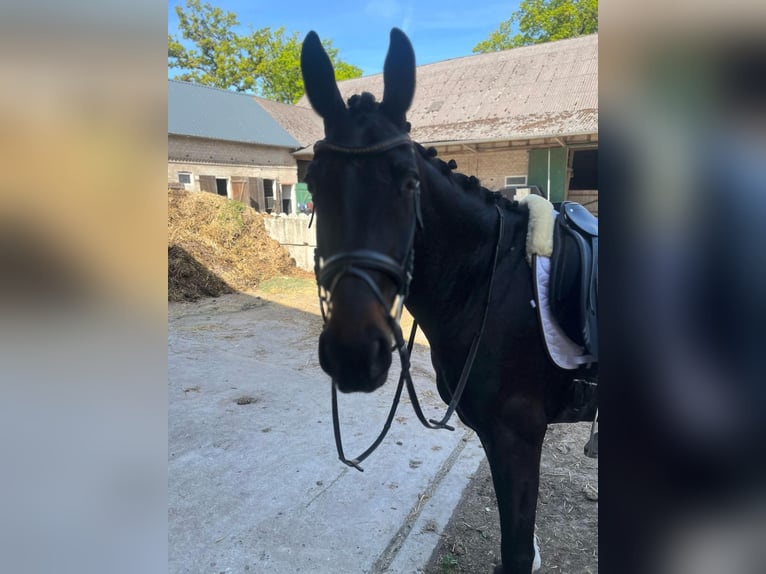 Rheinländer Stute 5 Jahre 168 cm Schwarzbrauner in Clenze