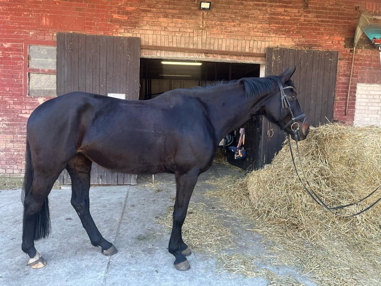 Rheinländer Stute 5 Jahre 168 cm Schwarzbrauner in Clenze