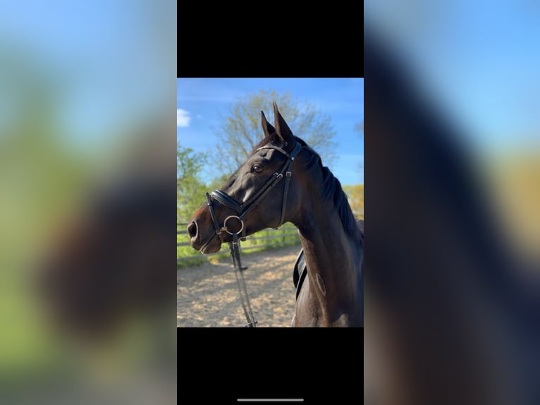 Rheinländer Stute 5 Jahre 168 cm Schwarzbrauner in Clenze
