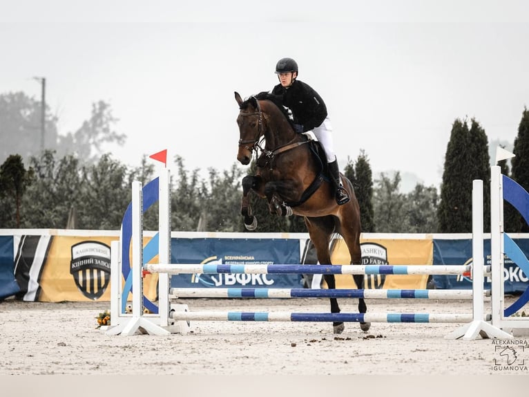 Rheinländer Stute 5 Jahre 178 cm Rotbrauner in Львів