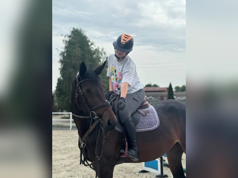 Rheinländer Stute 5 Jahre 178 cm Rotbrauner in Львів
