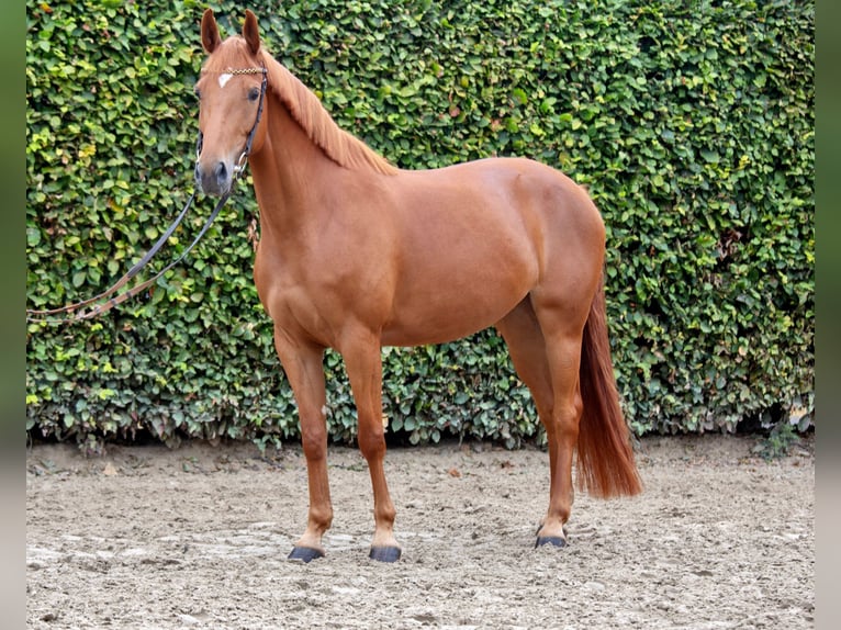 Rheinländer Stute 6 Jahre 158 cm Fuchs in Bornheim