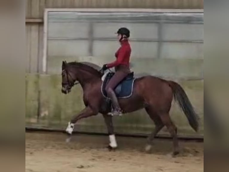 Rheinländer Stute 6 Jahre 164 cm Fuchs in Emmerich