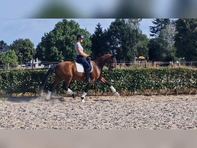 Rheinländer Stute 6 Jahre 167 cm Brauner in Mönchengladbach