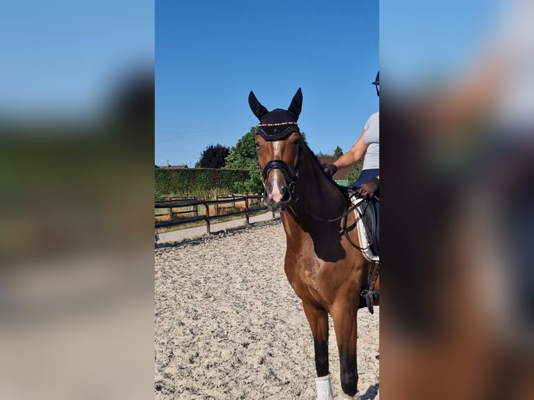 Rheinländer Stute 6 Jahre 167 cm Brauner in Mönchengladbach