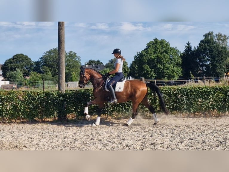 Rheinländer Stute 6 Jahre 167 cm Brauner in Mönchengladbach