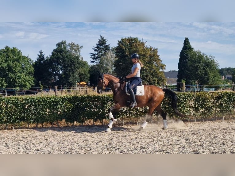 Rheinländer Stute 6 Jahre 167 cm Brauner in Mönchengladbach