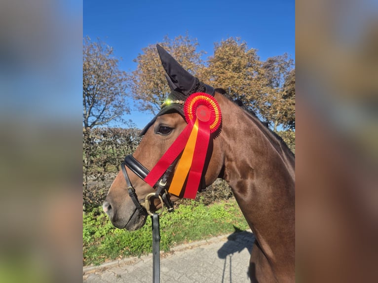 Rheinländer Stute 6 Jahre 167 cm Brauner in Mönchengladbach
