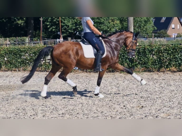 Rheinländer Stute 6 Jahre 167 cm Brauner in Mönchengladbach