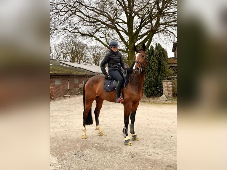 Rheinländer Stute 6 Jahre 168 cm Brauner in Issum