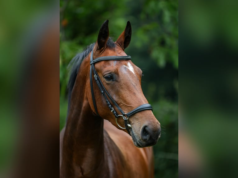 Rheinländer Stute 6 Jahre 171 cm Brauner in Alpen