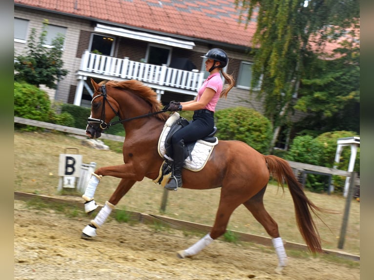 Rheinländer Stute 7 Jahre 163 cm Fuchs in Neuss