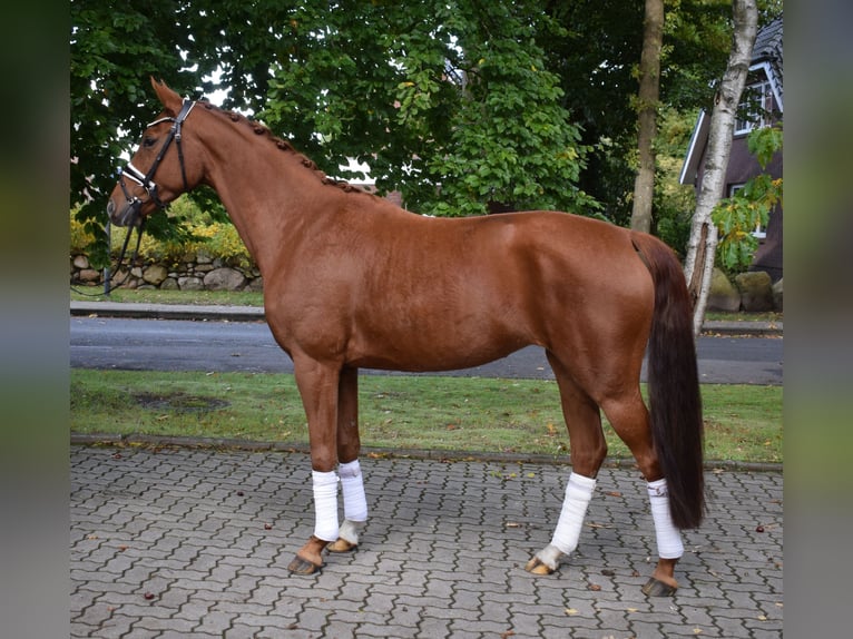 Rheinländer Stute 7 Jahre 163 cm Fuchs in Fredenbeck