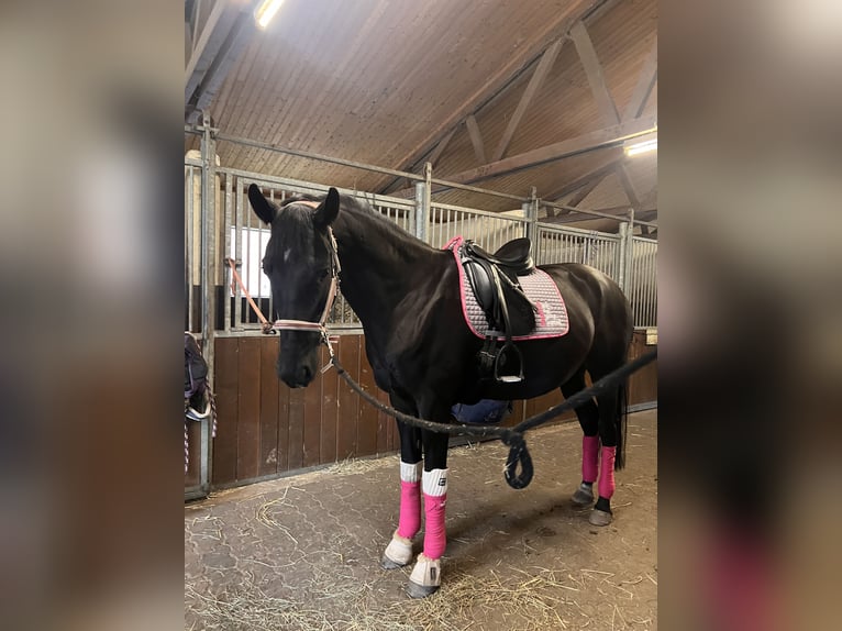 Rheinländer Stute 7 Jahre 165 cm Rappe in Schermbeck