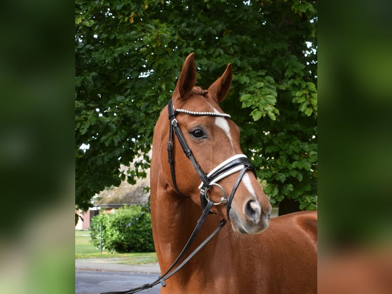 Rheinländer Stute 7 Jahre 167 cm Fuchs in Fredenbeck
