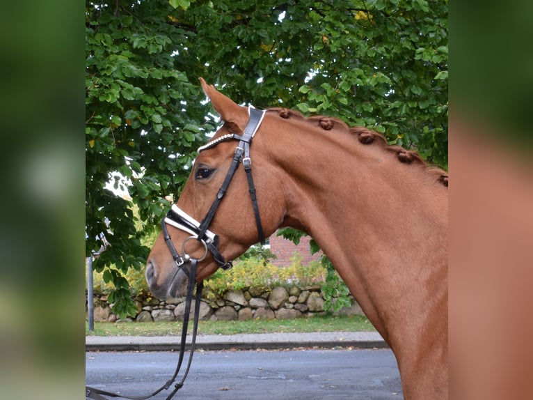 Rheinländer Stute 7 Jahre 167 cm Fuchs in Fredenbeck