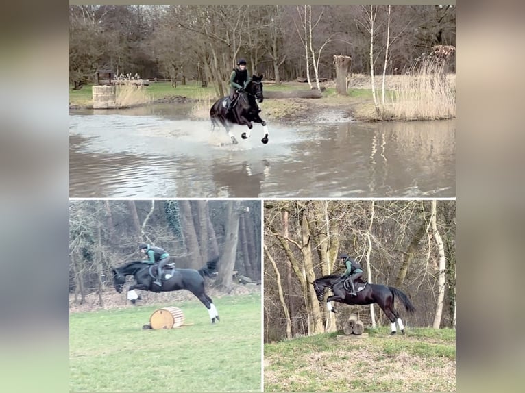 Rheinländer Stute 7 Jahre 168 cm Rappe in Ratingen