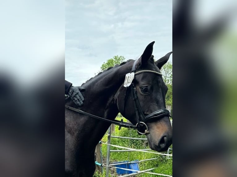 Rheinländer Stute 7 Jahre 170 cm Rappe in Aachen