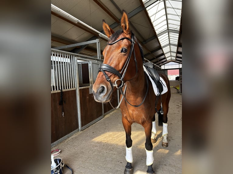 Rheinländer Stute 7 Jahre 172 cm Brauner in Köln