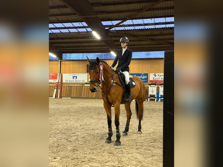 Rheinländer Stute 7 Jahre 172 cm Brauner in Lohmar