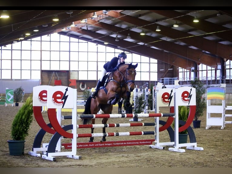 Rheinländer Stute 7 Jahre 172 cm Brauner in Lohmar