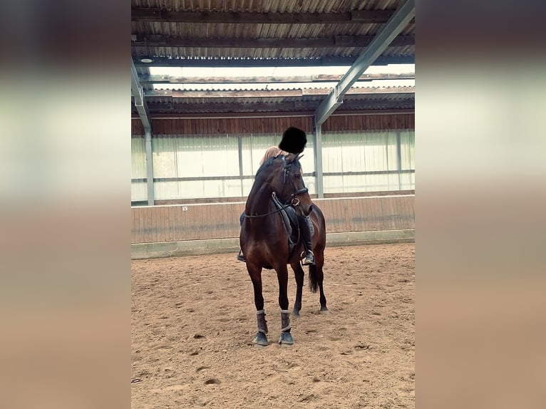 Rheinländer Stute 8 Jahre 165 cm Brauner in Gevelsberg