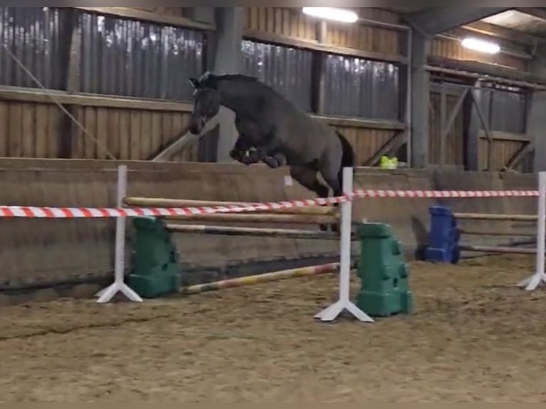 Rheinländer Stute 8 Jahre 165 cm Brauner in Gevelsberg
