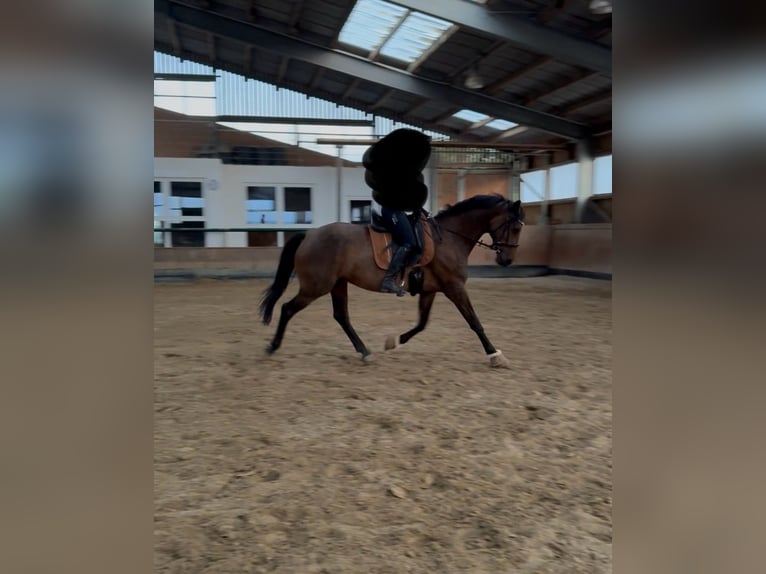 Rheinländer Stute 8 Jahre 165 cm Brauner in Gevelsberg
