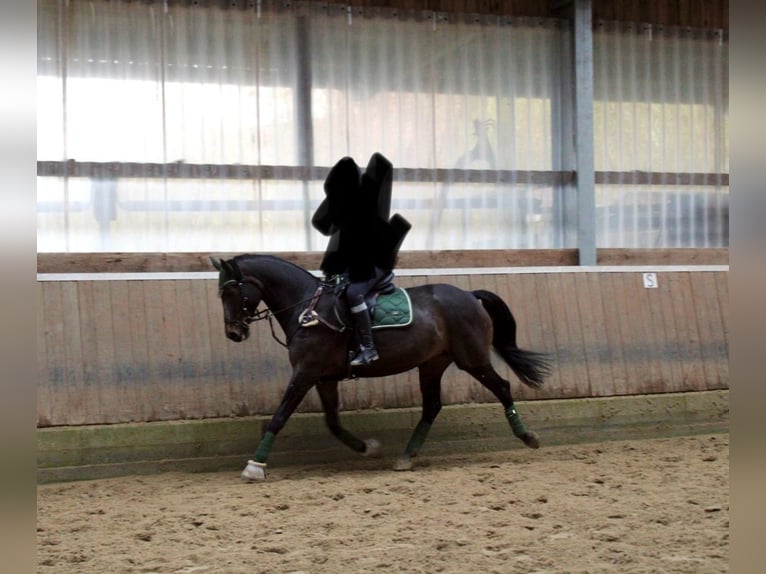 Rheinländer Stute 8 Jahre 165 cm Dunkelbrauner in Gevelsberg