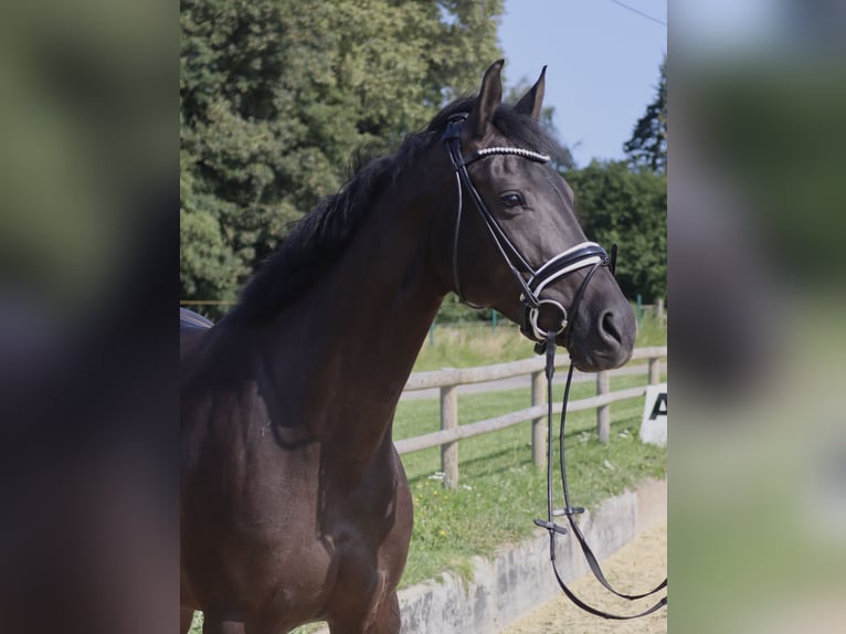 Rheinländer Stute 8 Jahre 165 cm Rappe in Kempen