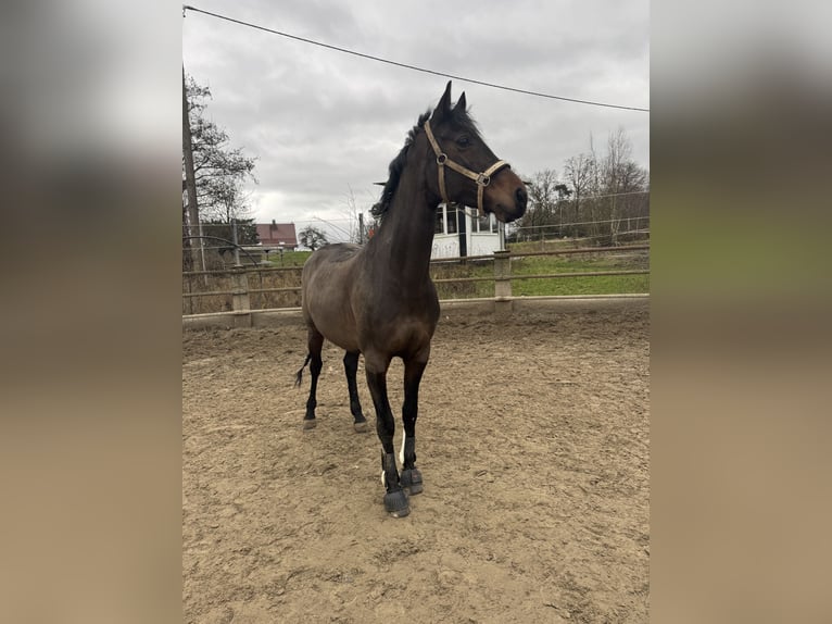 Rheinländer Stute 8 Jahre 167 cm Brauner in Gevelsberg