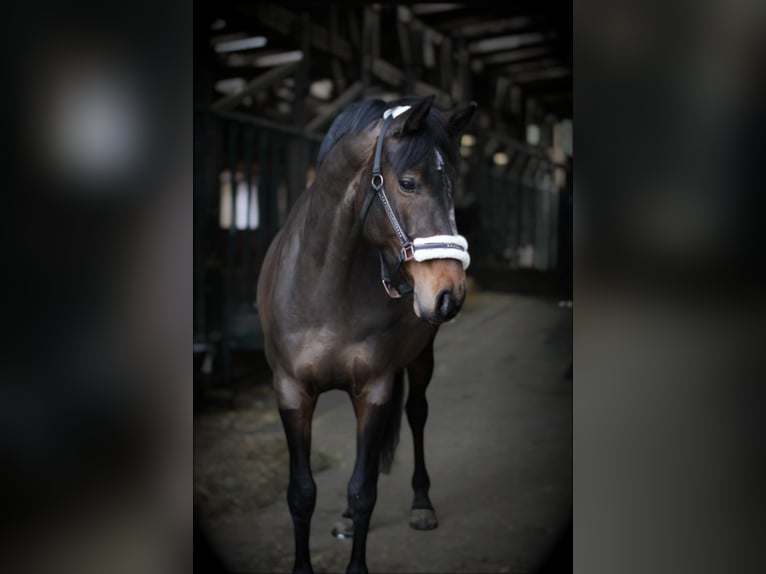 Rheinländer Stute 8 Jahre 167 cm Brauner in Gevelsberg
