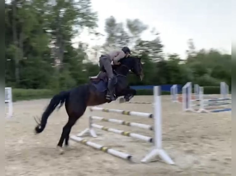 Rheinländer Stute 8 Jahre 168 cm Dunkelbrauner in WindhagenWindhagen
