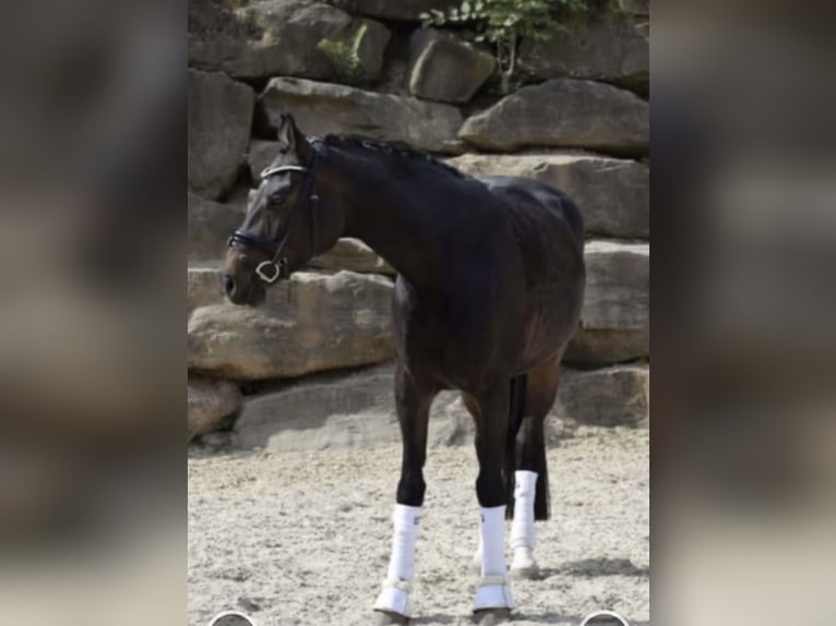 Rheinländer Stute 8 Jahre 168 cm Dunkelbrauner in WindhagenWindhagen