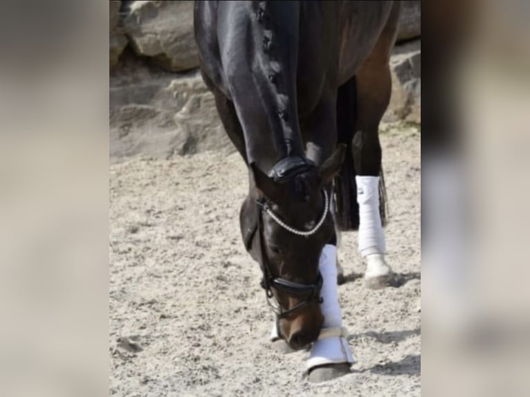 Rheinländer Stute 8 Jahre 168 cm Dunkelbrauner in WindhagenWindhagen