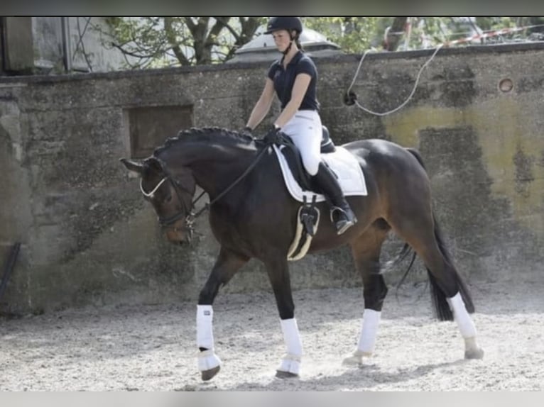 Rheinländer Stute 8 Jahre 168 cm Dunkelbrauner in WindhagenWindhagen