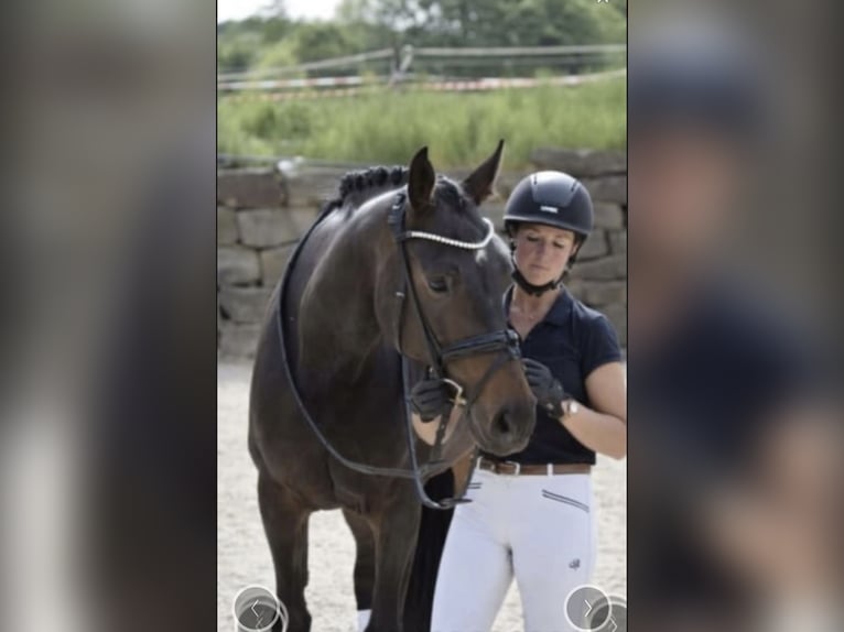 Rheinländer Stute 8 Jahre 168 cm Dunkelbrauner in WindhagenWindhagen