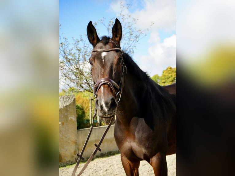 Rheinländer Stute 8 Jahre 170 cm Brauner in Dippoldiswalde