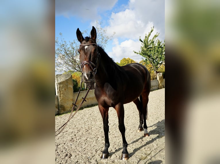 Rheinländer Stute 8 Jahre 170 cm Brauner in Dippoldiswalde